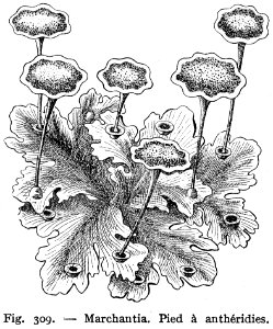 Marchantia-mousse-1