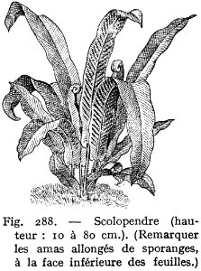 Plant Organism Terrestrial Plant Font photo