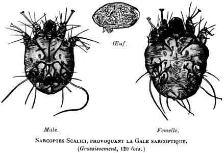 Organism Art Arthropod Font