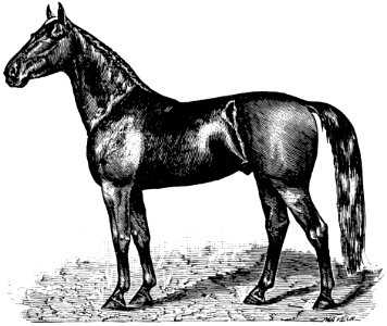 Cheval-054