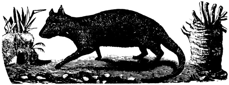 Rat-006