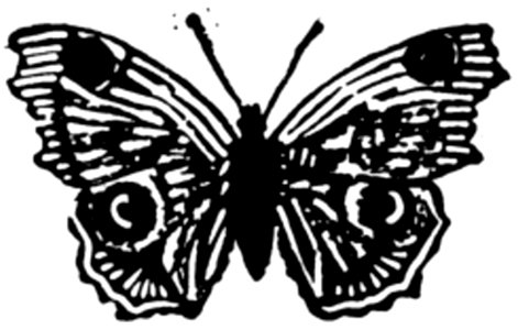 Papillon-007