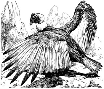 Condor-001-MO