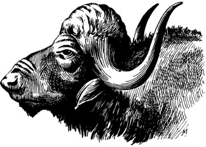 Buffle-001