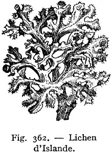 Lichen DIslande