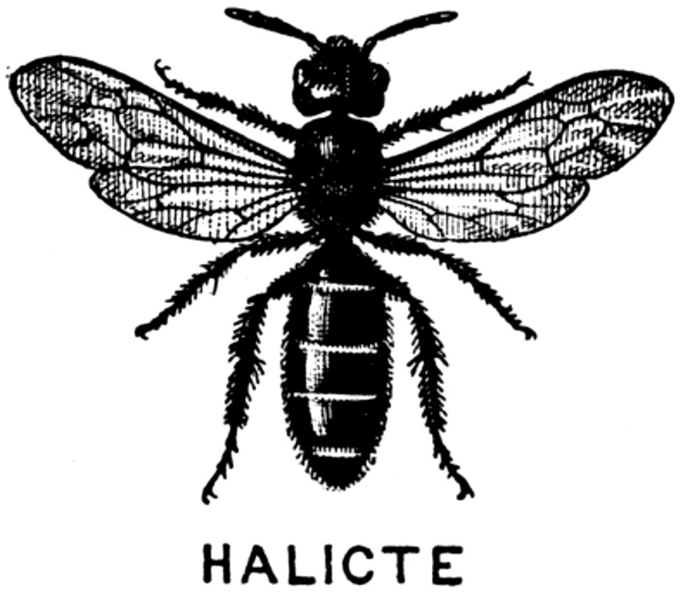 Halicte-OA