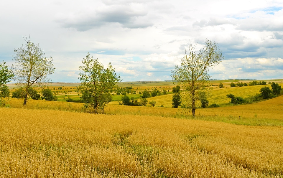 Harvest nature landscape