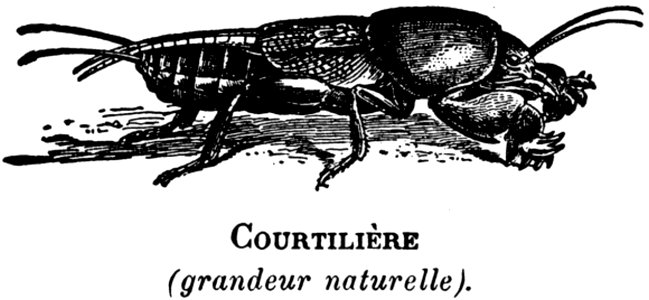 Arthropod Insect Organism Terrestrial Animal