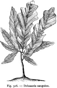 Delesserie Sanguine