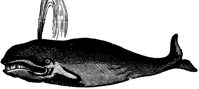 Baleine-001