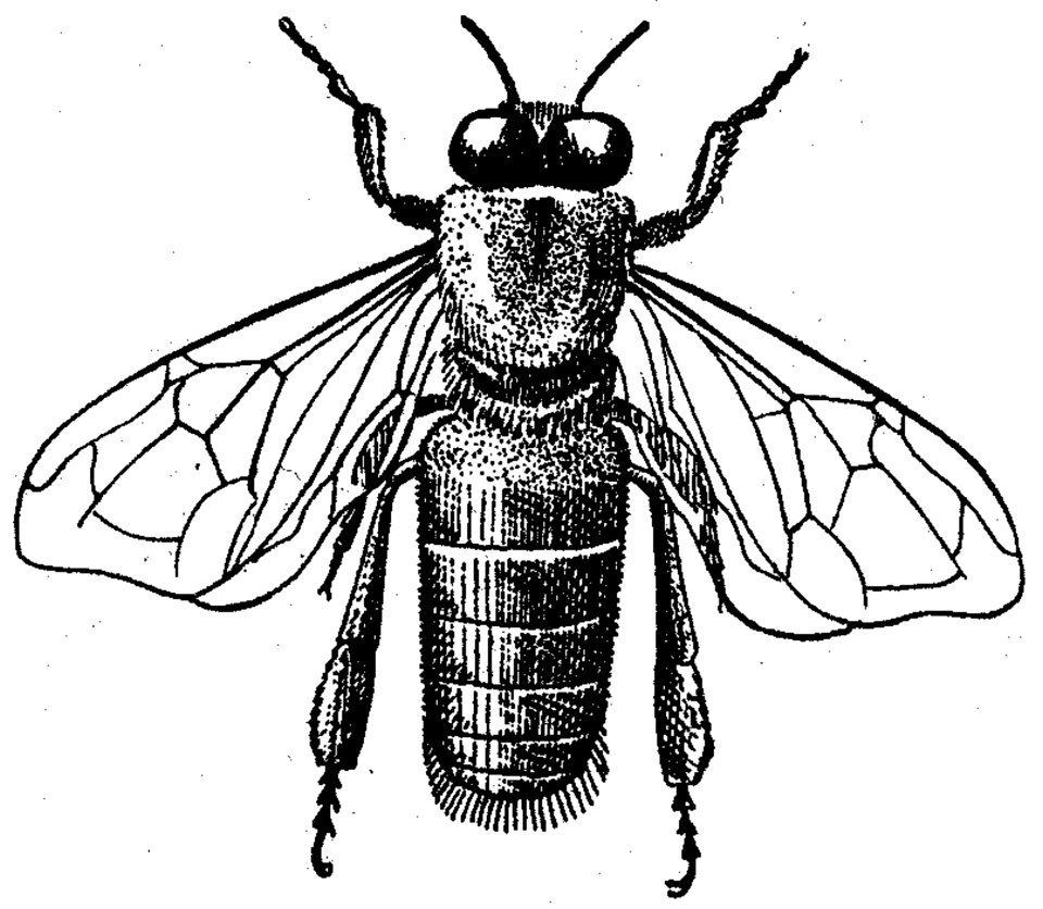 Abeille Male