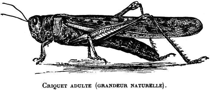 Sauterelle-OA