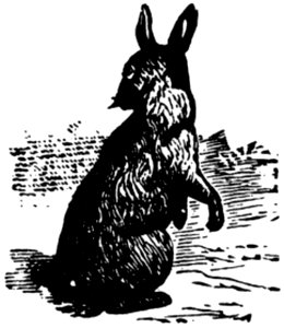 Lapin-005