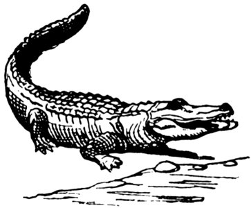 Crocodile-001