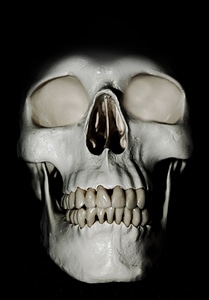Bone brain cranium photo