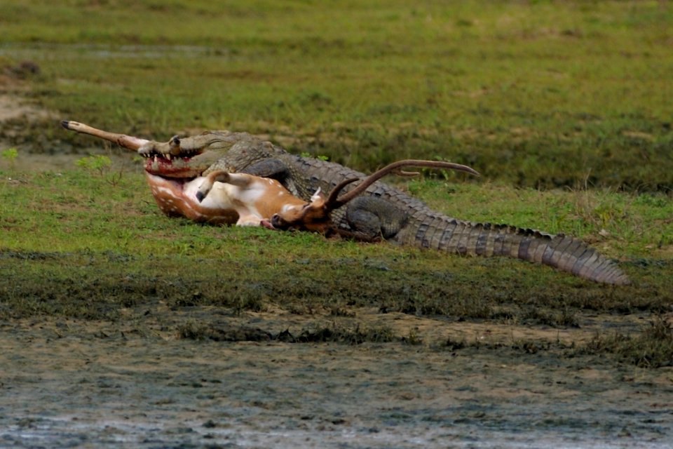 Crocodile Kill Deer
