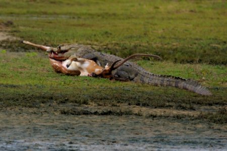 Crocodile Kill Deer