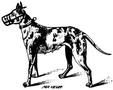 Chien-021