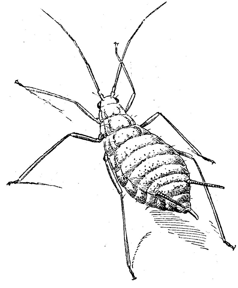 Puceron-1