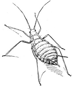 Puceron-1