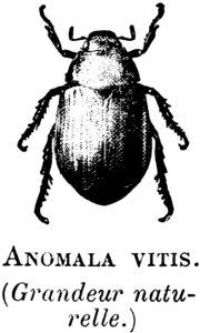 Anomala-vitis-0A