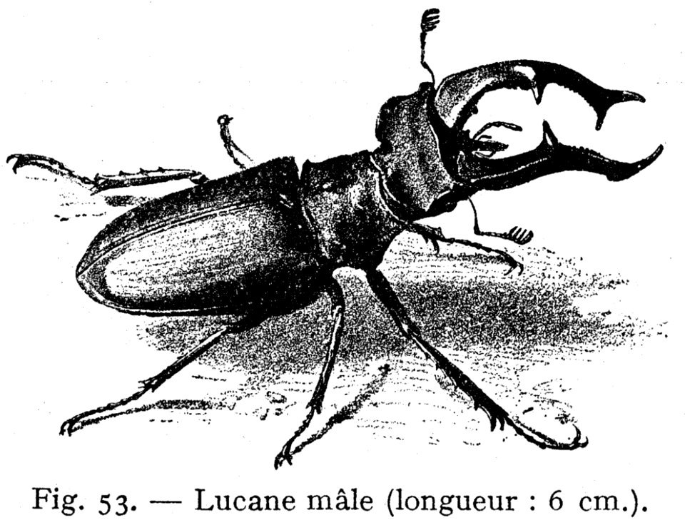 Lucane Male