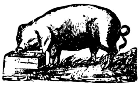 Cochon-004