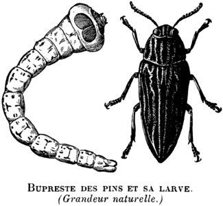 Arthropod Insect Organism Gesture