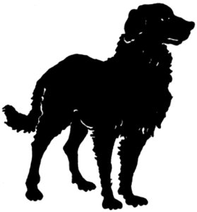 Chien-019
