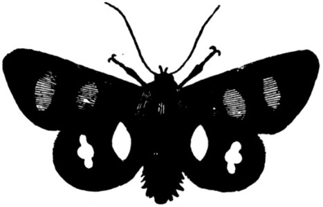 Papillon-002