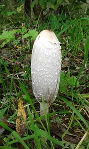Agaric nature forest