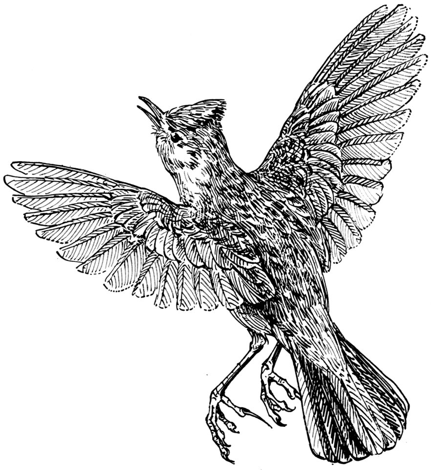 Alouette-001-MO