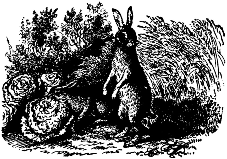 Lapin-001