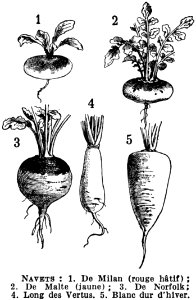 Vertebrate Botany Organism Terrestrial Plant photo