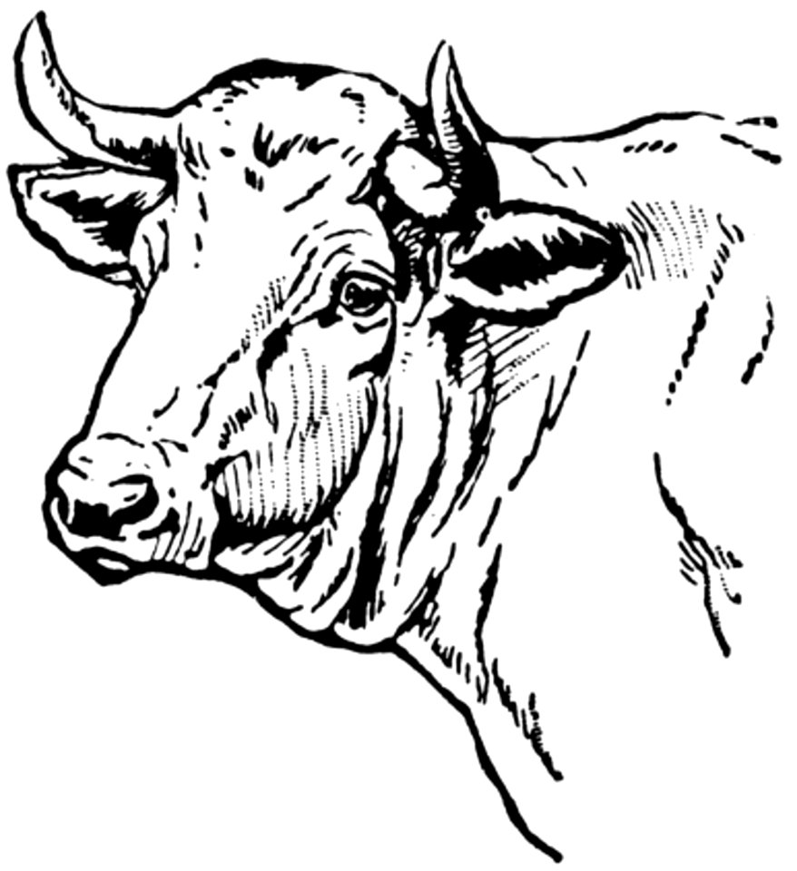 Vache-018