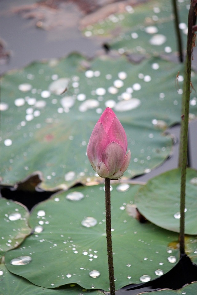 Nature plant zen