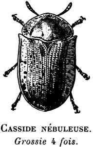 Insect Arthropod Beetle Organism
