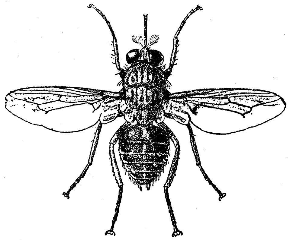 Mouche Tse-tse