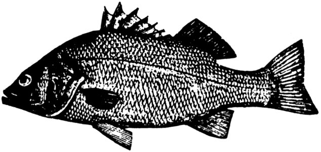 Poisson-002 Copie