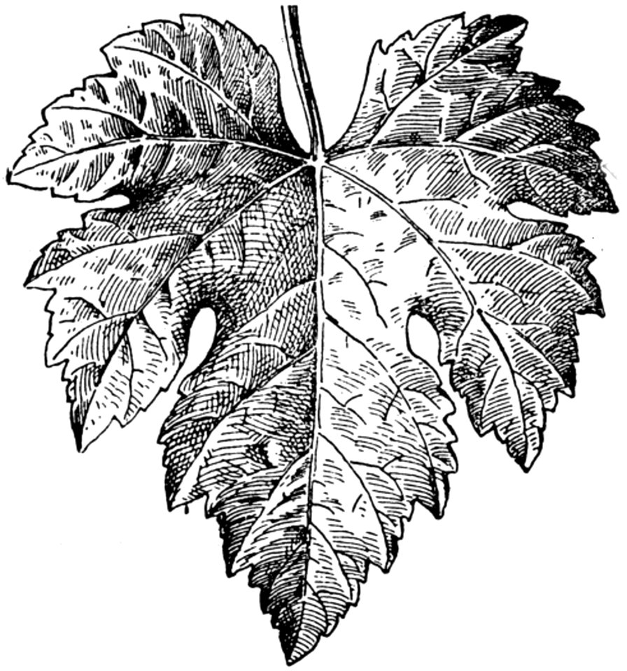 Feuille-vigne-4-OA