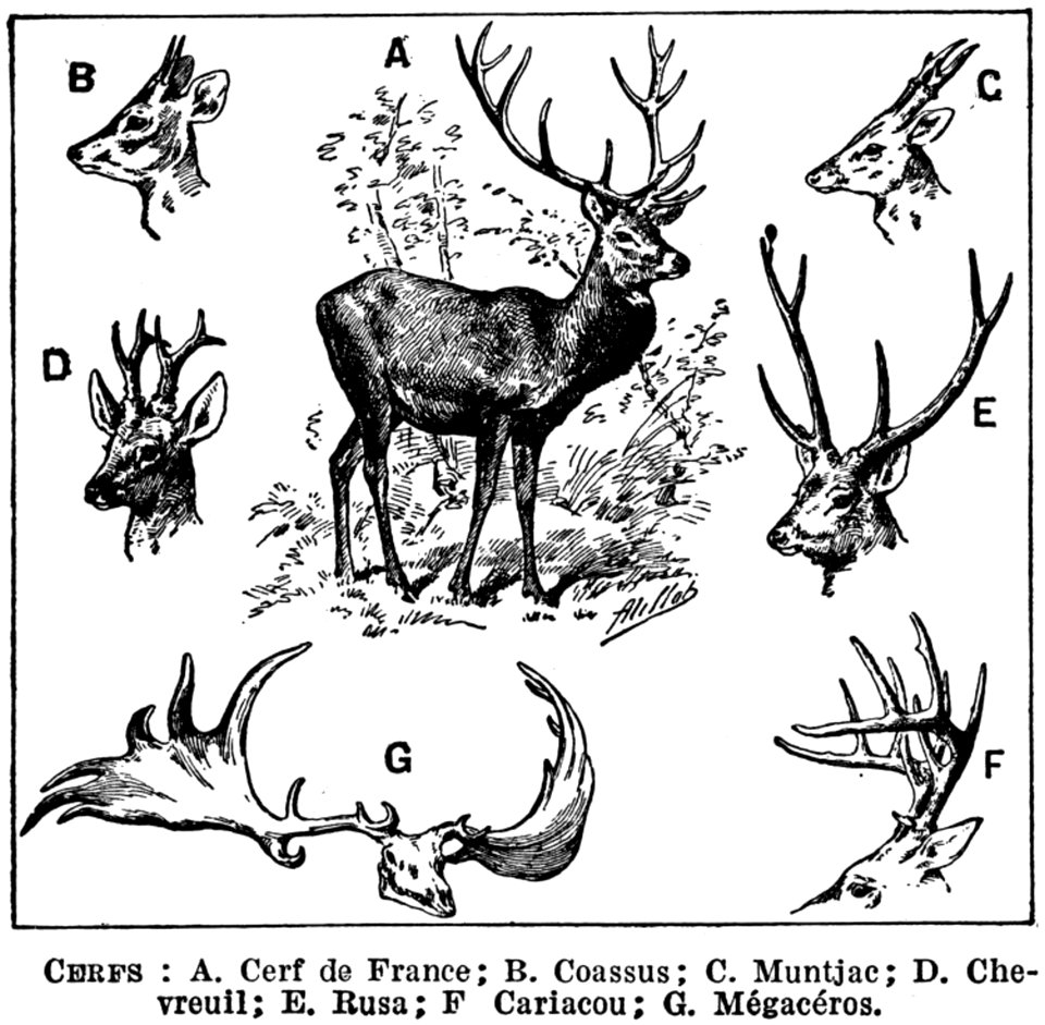 Cerf