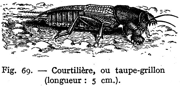 Vertebrate Jaw Organism Mammal
