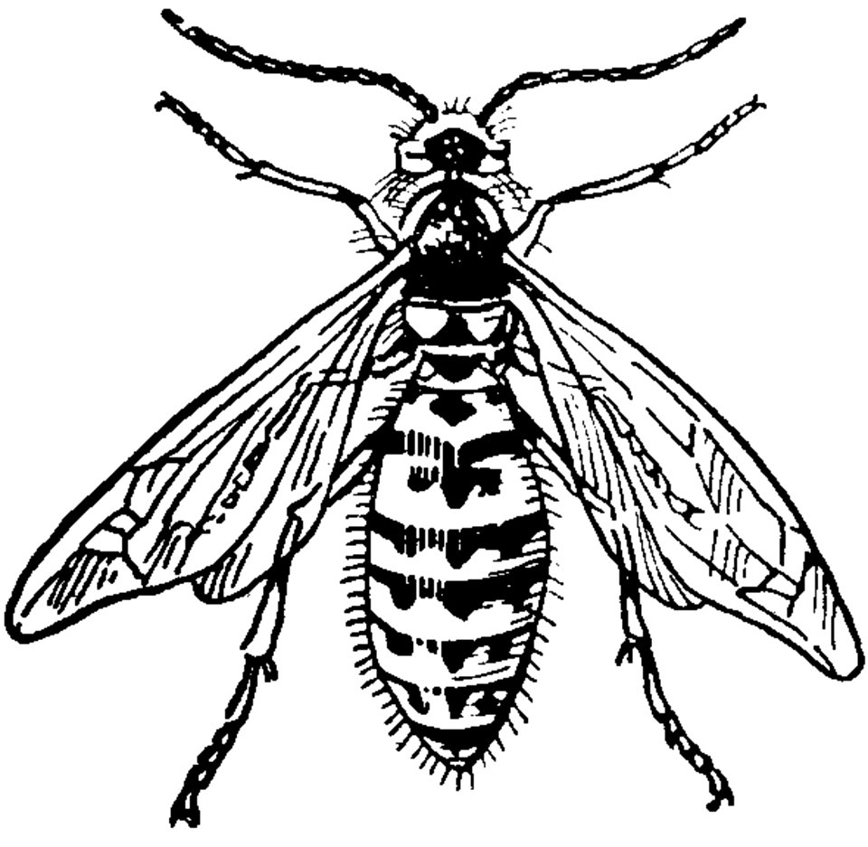 Guepe-male