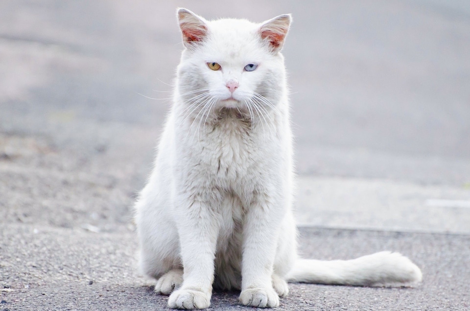 White cat cute