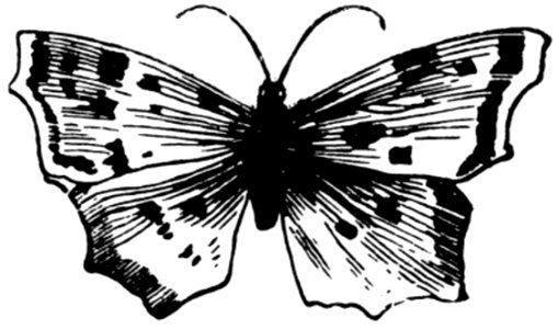 Papillon-005