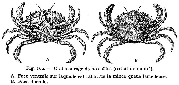 Crabe Enrage