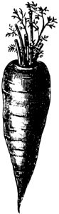 Carotte-002