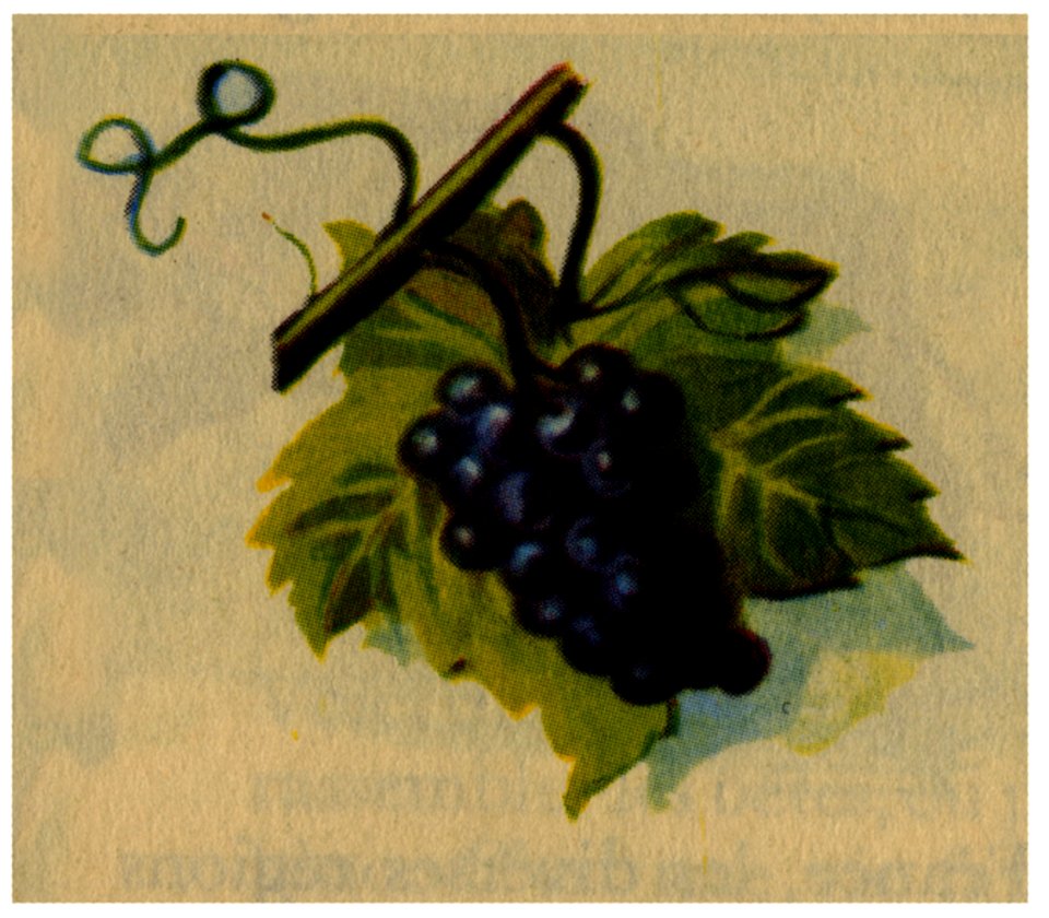 Raisin Noir