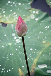 Petals closed flowers