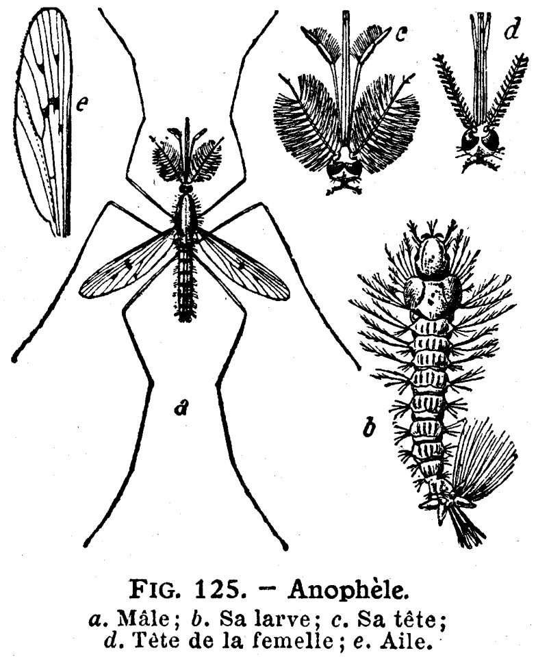Arthropod Insect Organism Gesture